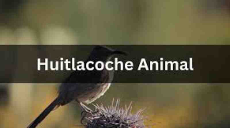 Huitlacoche Animal Enigma: Unveiling the Secrets of Toxostoma cinereum